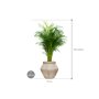 Areca lutescens in Mineral afmeting